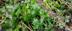 Acanthus mollis
