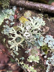 Evernia prunastri