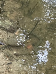 Cerberus schneiderii