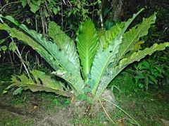 Anthurium crassinervium