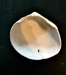 Laevicardium mortoni