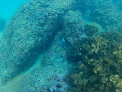 Stegastes acapulcoensis