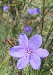 Aristea dichotoma