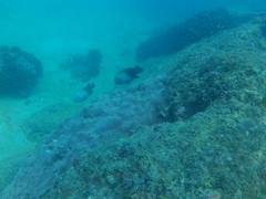 Stegastes acapulcoensis