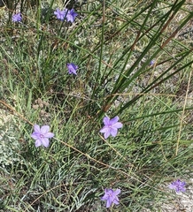 Aristea dichotoma