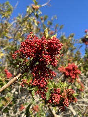 Schinus terebinthifolia