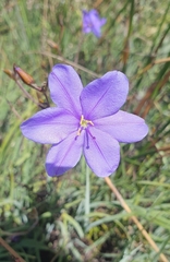 Aristea dichotoma