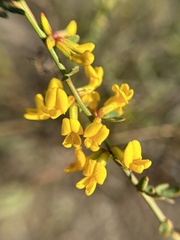 Acmispon glaber glaber