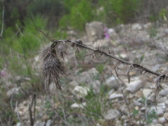 Ptilostemon echinocephalus