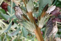 Acanthus mollis