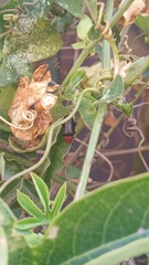 Cacoscelis nigripennis
