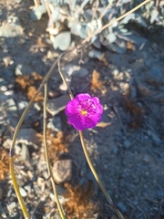 Cistanthe grandiflora