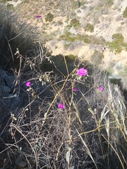 Cistanthe grandiflora