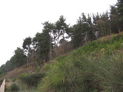 Pinus brutia