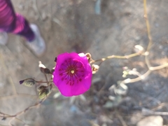 Cistanthe grandiflora