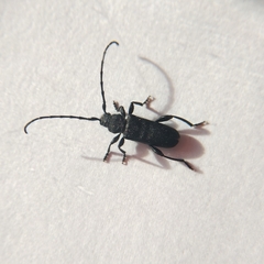Ropalopus macropus