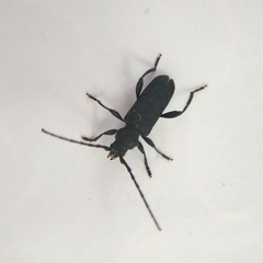 Ropalopus macropus