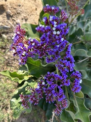 Limonium perezii
