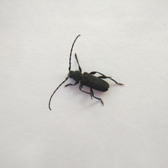 Ropalopus macropus