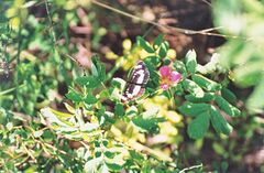 Neptis rivularis