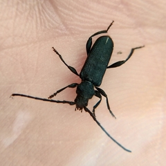 Ropalopus macropus