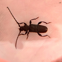 Ropalopus macropus