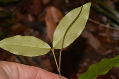 Melodinus australis