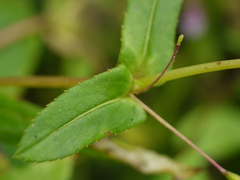 Impatiens oppositifolia