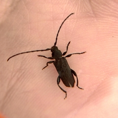 Ropalopus macropus