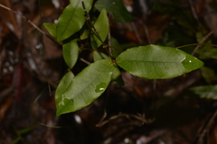 Melodinus australis