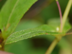 Impatiens oppositifolia