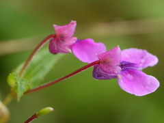 Impatiens oppositifolia