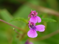 Impatiens oppositifolia