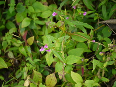 Impatiens oppositifolia