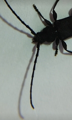 Ropalopus macropus