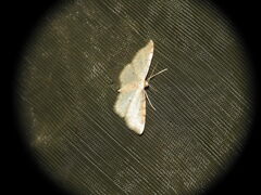 Idaea humiliata