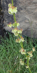 Rumex woodii