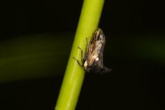 Acanthuchus trispinifer