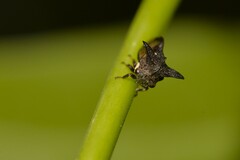 Acanthuchus trispinifer