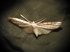 Idaea humiliata