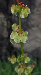 Rumex woodii