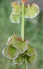 Rumex woodii