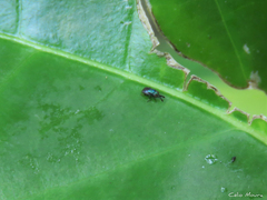 Encyrtinae