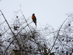 Pericrocotus flammeus