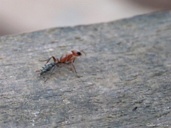 Pseudomyrmex gracilis