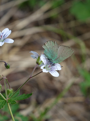 Geranium asiaticum