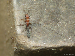 Pseudomyrmex gracilis