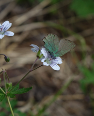 Geranium asiaticum