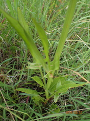 Rumex woodii