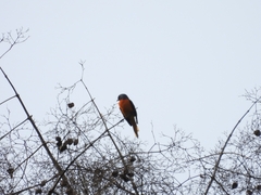 Pericrocotus flammeus